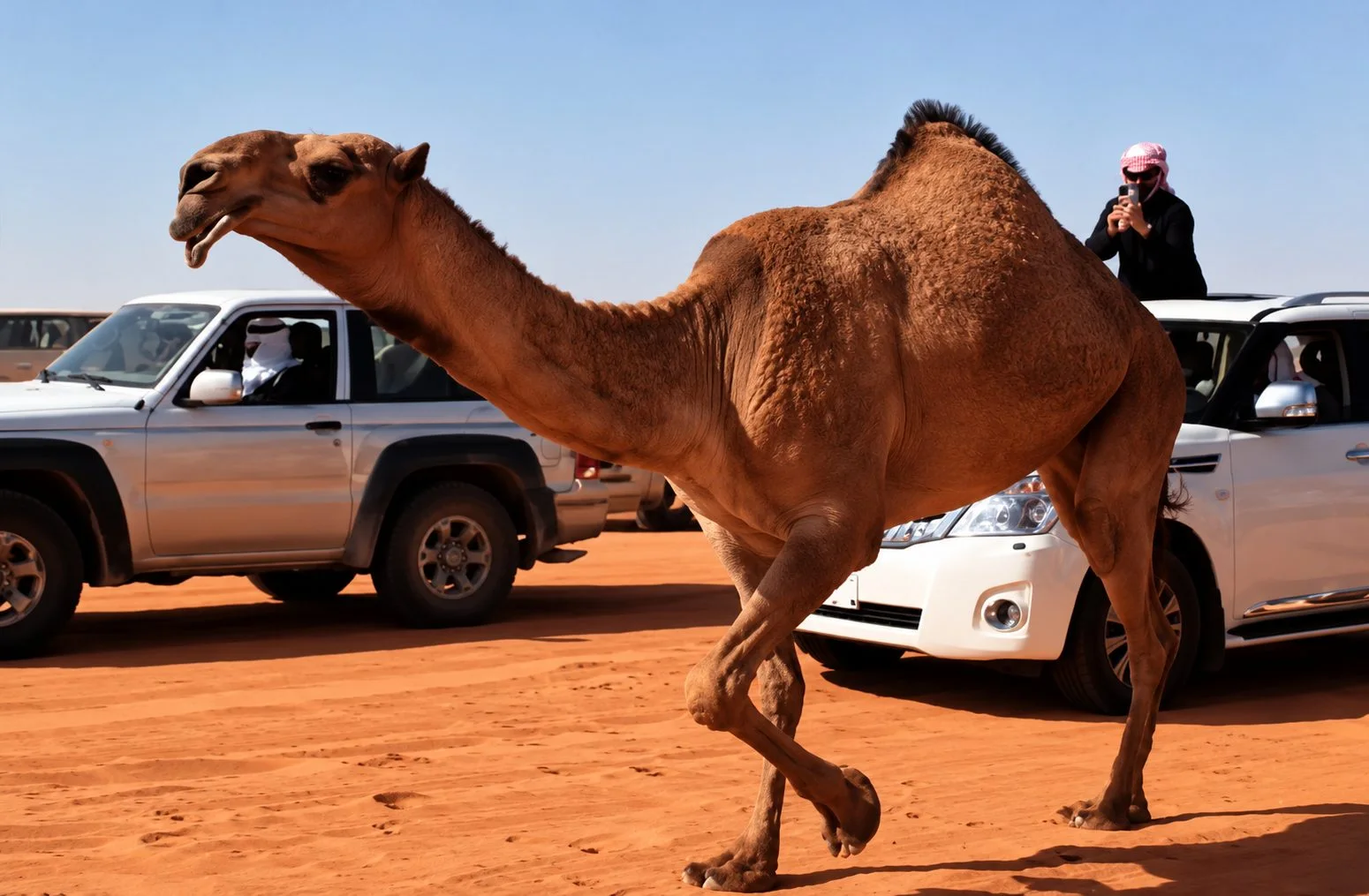 إبل مهيوبات الشعل في الميدان
