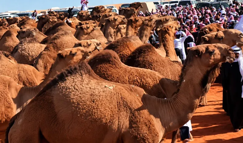 مهيوبات في الميدان
