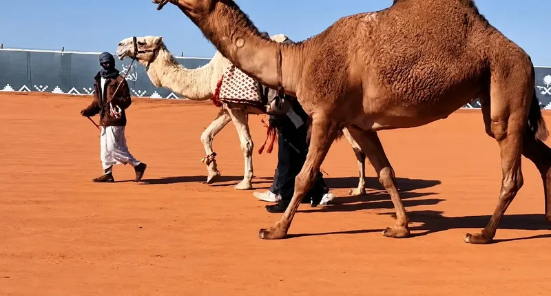 مهيوبات في الميدان