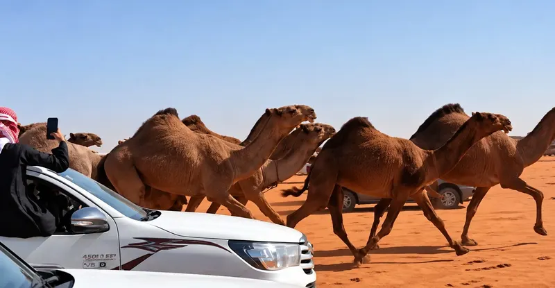 مهيوبات في الميدان
