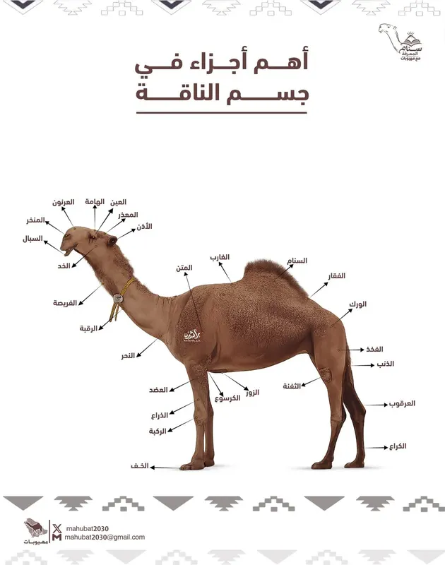 أهم أجزاء جسم الناقة